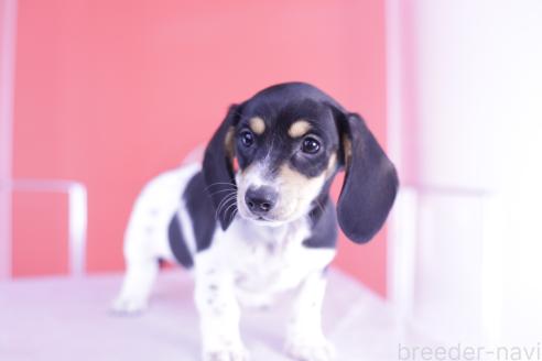 成約済の愛知県のミニチュアダックスフンド(スムースヘアード)-368673の4枚目