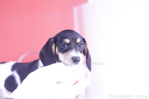 成約済の愛知県のミニチュアダックスフンド(スムースヘアード)-368673の3枚目