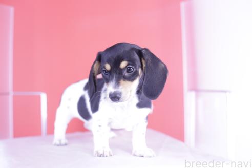 成約済の愛知県のミニチュアダックスフンド(スムースヘアード)-368673の2枚目