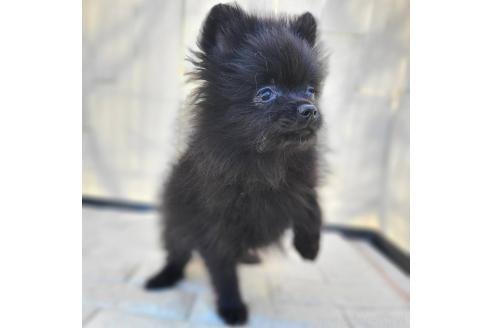 成約済の茨城県のポメラニアン-362391の1枚目