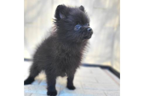 成約済の茨城県のポメラニアン-362391の2枚目
