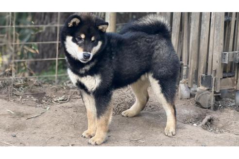 成約済の千葉県の柴犬-371645の2枚目