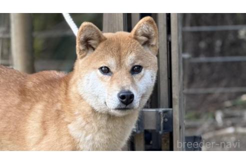 成約済のの柴犬-371649