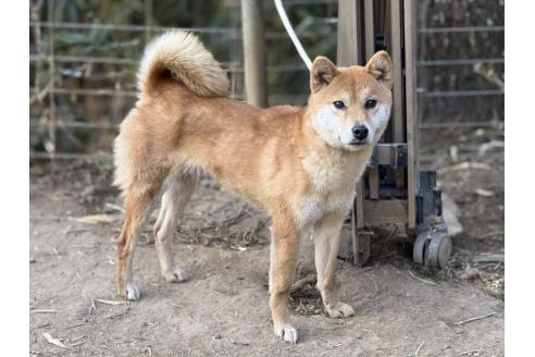 成約済の千葉県の柴犬-371649の2枚目