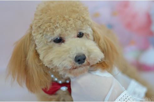 成約済の埼玉県のタイニープードル-314431の11枚目