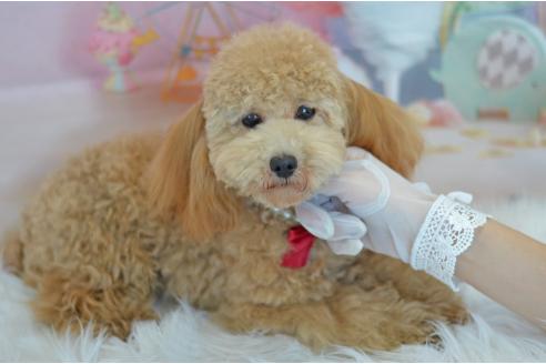 成約済の埼玉県のタイニープードル-314431の4枚目