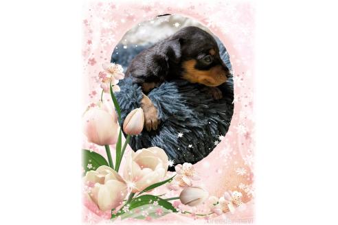 成約済の山口県のミニチュアピンシャー(ミニピン)-371665の4枚目