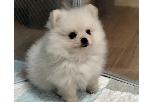 販売中の千葉県のミックス犬-371674の5枚目