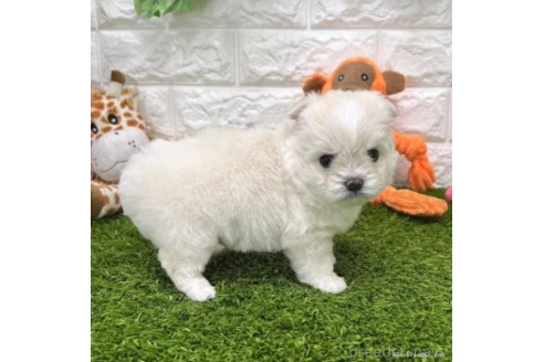 成約済の愛知県のチワマル:チワワ×マルチーズ-371675の5枚目