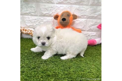 成約済の愛知県のチワマル:チワワ×マルチーズ-371675の4枚目