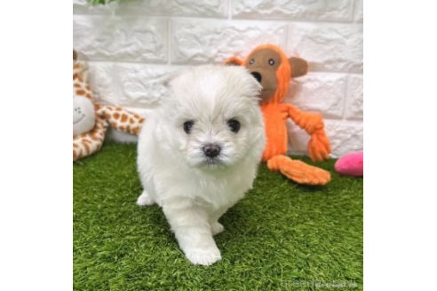 成約済の愛知県のチワマル:チワワ×マルチーズ-371675の3枚目