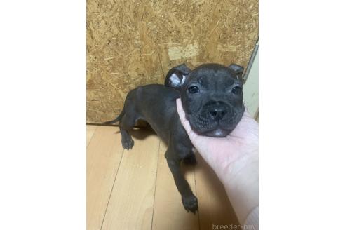 成約済の佐賀県のアメリカンピットブルテリア-371677の7枚目