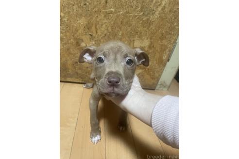 販売中の佐賀県のアメリカンピットブルテリア-371678の29枚目