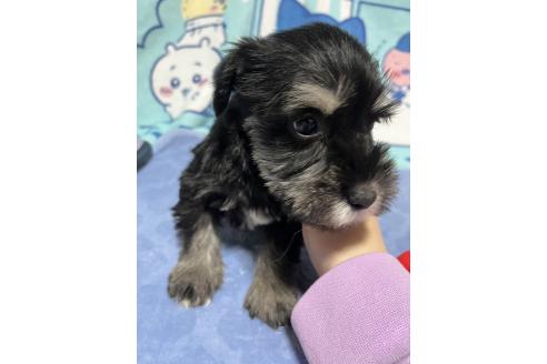 成約済の神奈川県のミニチュアシュナウザー-371681の2枚目