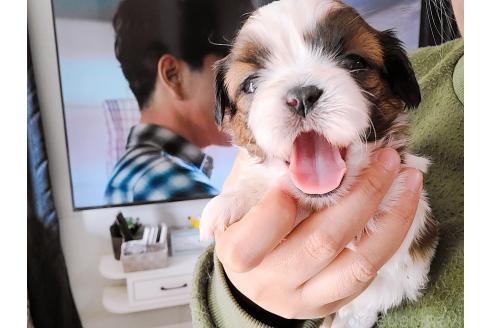 成約済の大分県のシーズー-368515の2枚目
