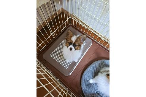 成約済の愛媛県のパピヨン-363651の24枚目