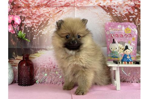 成約済の秋田県のポメラニアン-365804の5枚目