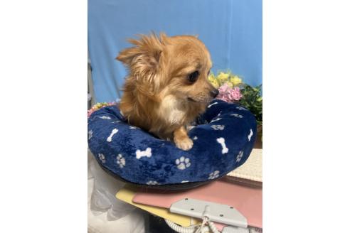 チャコちゃん1枚目