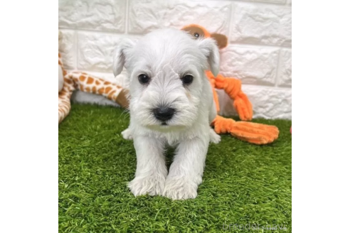 成約済の愛知県のミニチュアシュナウザー-371697の1枚目