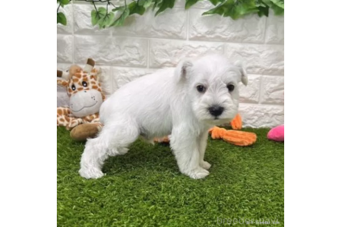 成約済の愛知県のミニチュアシュナウザー-371697の6枚目