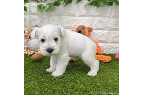 成約済の愛知県のミニチュアシュナウザー-371697の5枚目