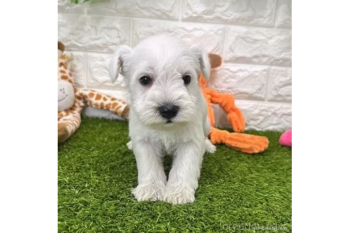 成約済の愛知県のミニチュアシュナウザー-371697の4枚目