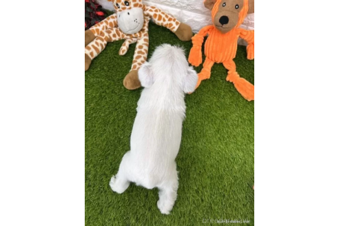 成約済の愛知県のミニチュアシュナウザー-371697の3枚目