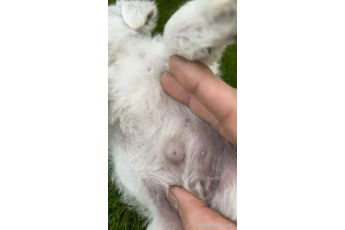 成約済の愛知県のミニチュアシュナウザー-371697の2枚目