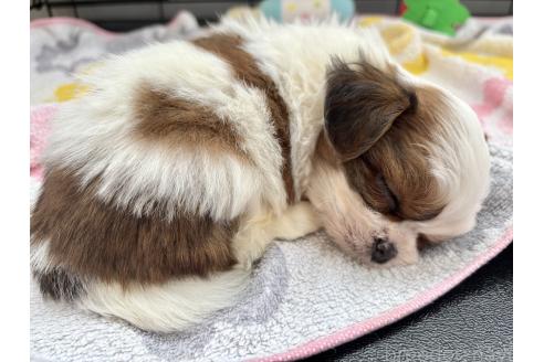 成約済の秋田県のチワズー:チワワ×シーズー-370284の12枚目