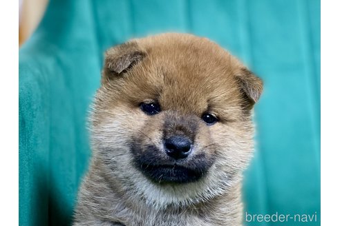 成約済の茨城県の豆柴-370899の2枚目