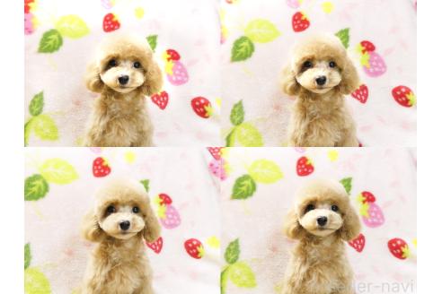 成約済の千葉県のティーカッププードル-348158の4枚目