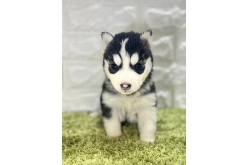 成約済の埼玉県のシベリアンハスキー-371520の1枚目