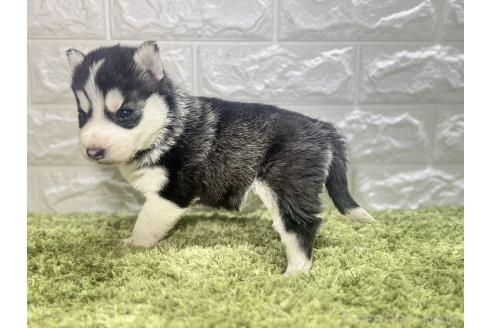 成約済の埼玉県のシベリアンハスキー-371520の4枚目