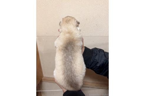 成約済の岐阜県のシベリアンハスキー-371735の2枚目