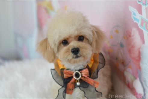 成約済の埼玉県のミックス犬-320152の14枚目