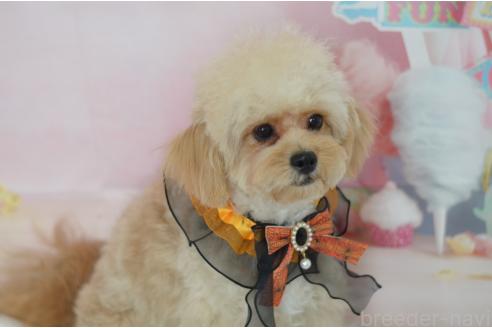 成約済の埼玉県のミックス犬-320152の11枚目