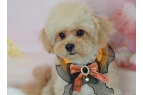 成約済の埼玉県のミックス犬-320152の10枚目