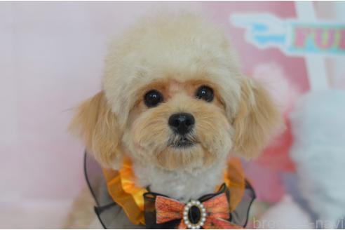成約済の埼玉県のミックス犬-320152の9枚目