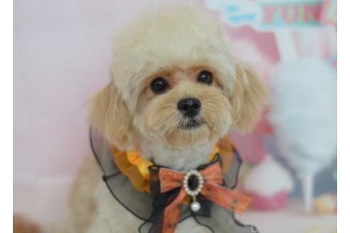 成約済の埼玉県のミックス犬-320152の8枚目