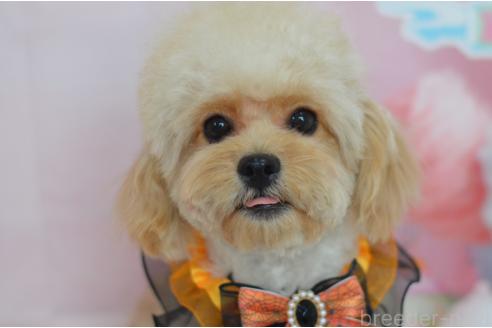 成約済の埼玉県のミックス犬-320152の5枚目