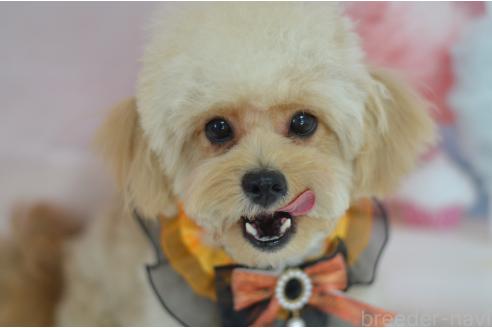 成約済の埼玉県のミックス犬-320152の4枚目