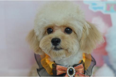 成約済の埼玉県のミックス犬-320152の3枚目