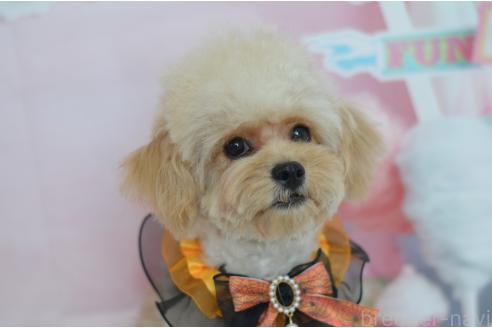 成約済の埼玉県のミックス犬-320152の2枚目