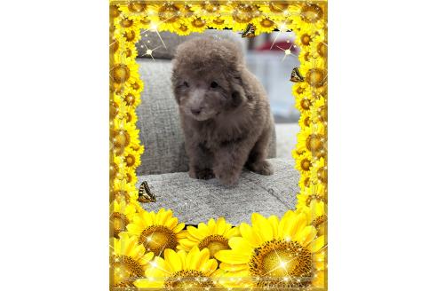 成約済の山口県のトイプードル-371752の2枚目