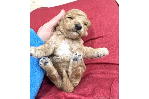 成約済の愛知県のトイプードル-371172の27枚目