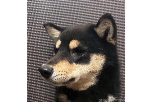 成約済の福岡県の豆柴-343634の8枚目