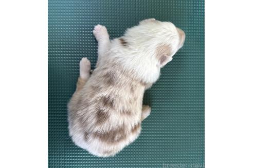 成約済の山梨県のオーストラリアンシェパード-368609の8枚目