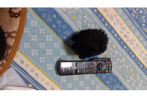 成約済の徳島県のティーカッププードル-371759の7枚目