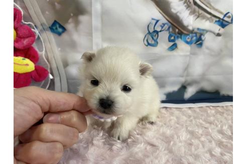 成約済の神奈川県のポメラニアン-371763の7枚目