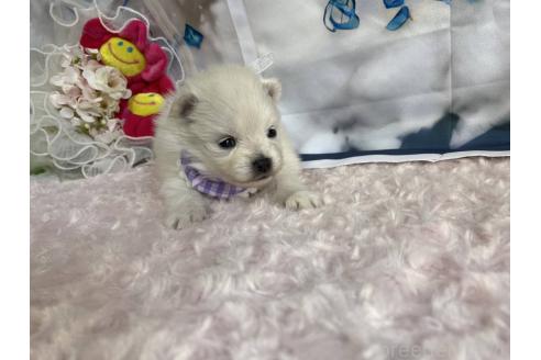 成約済の神奈川県のポメラニアン-371763の4枚目